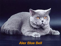Alex Blue Bell