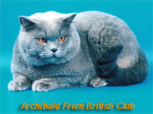 Archibald From British Club