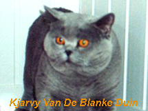 Kjarvy Van De Blanke Duin